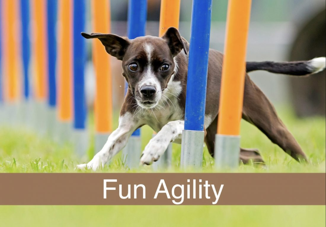 Fun Agility 